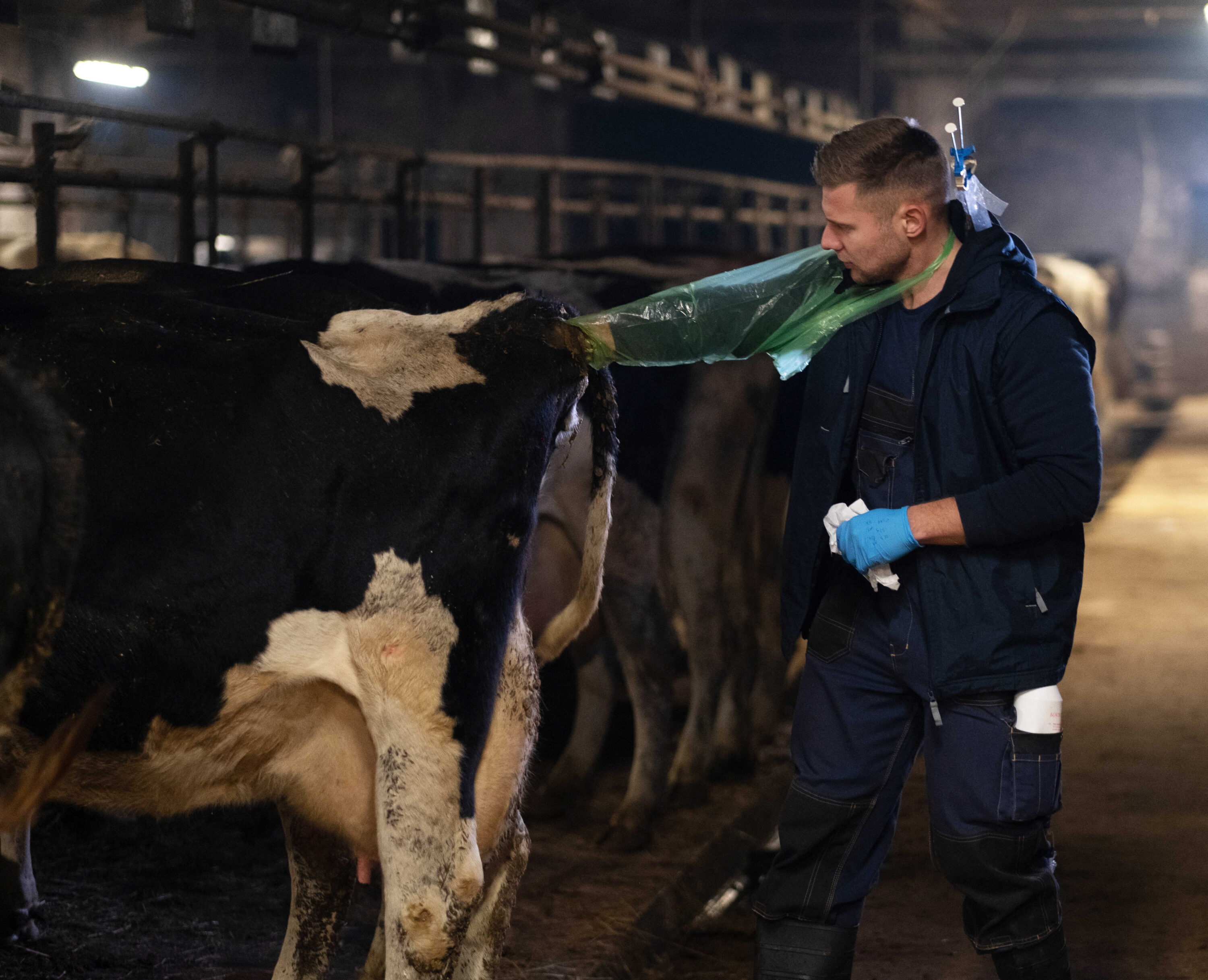 künstliche besamung von kühen