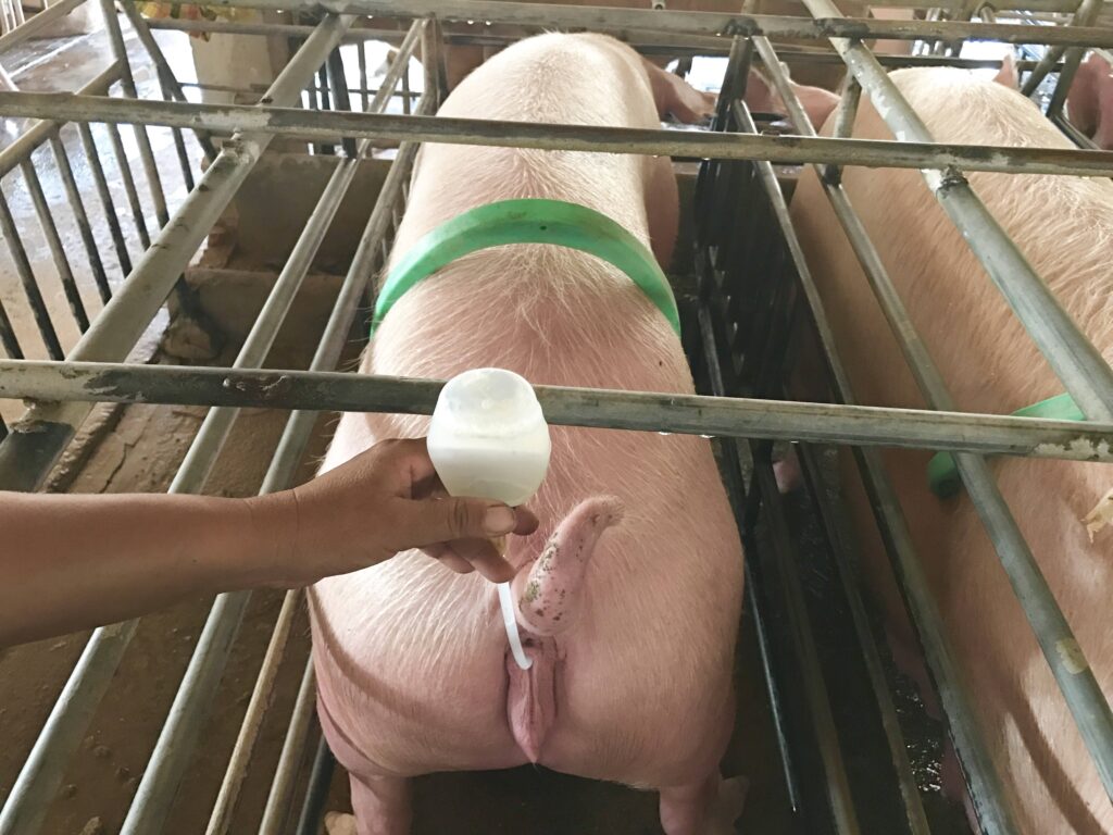 Künstliche Befruchtung bei einem Schwein