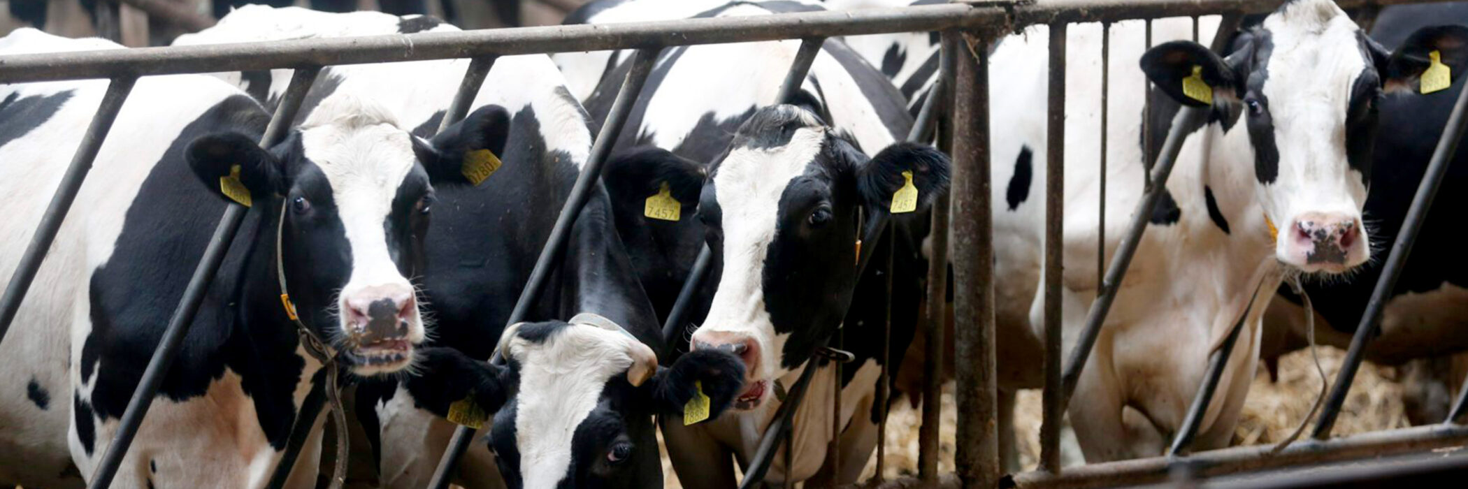 Tierhaltung Und Fleischkonsum In Deutschland Fakten Und Zahlen tierhaltung-und-fleischkonsum-in-deutschland-fakten-und-zahlen