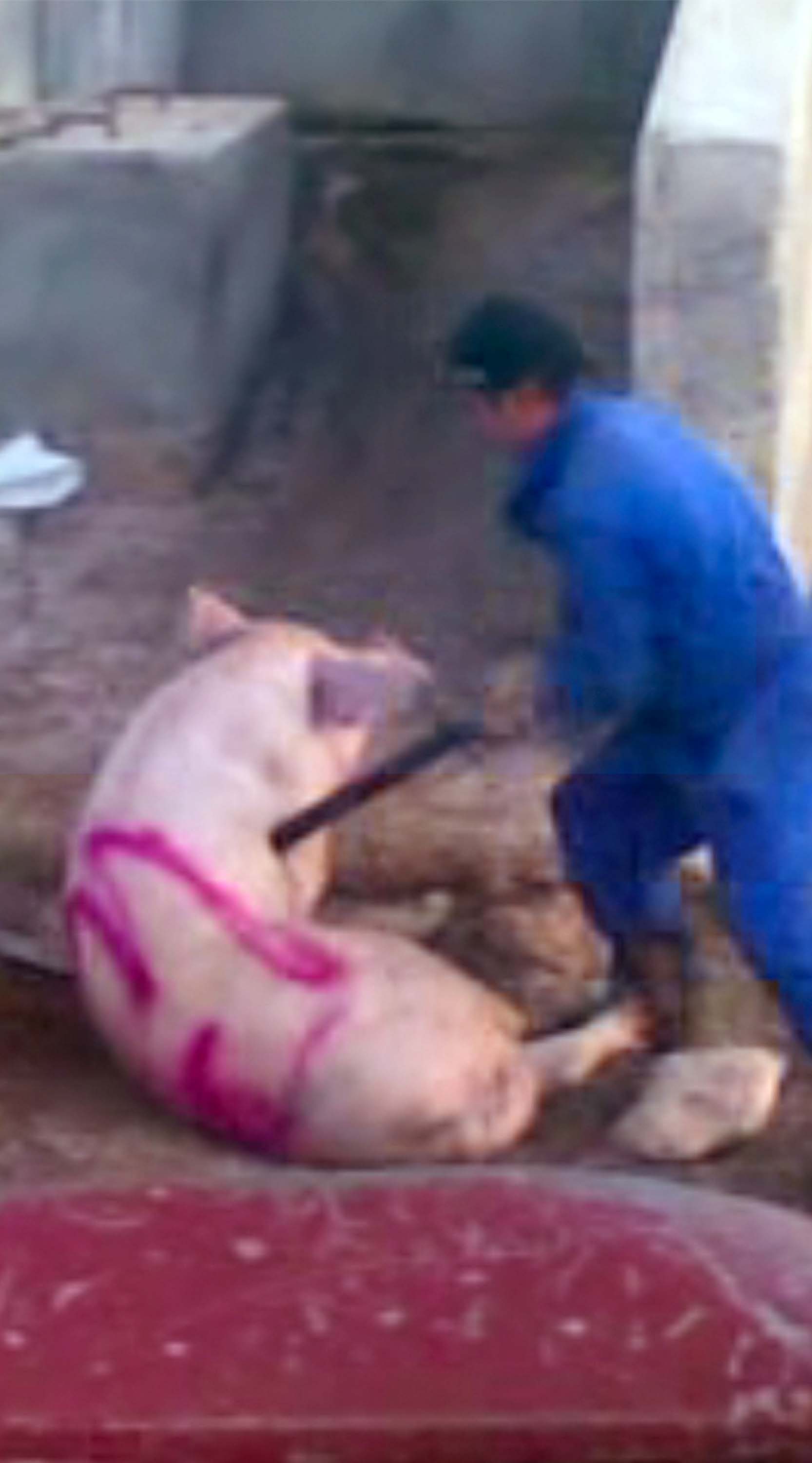 mann ersticht schwein