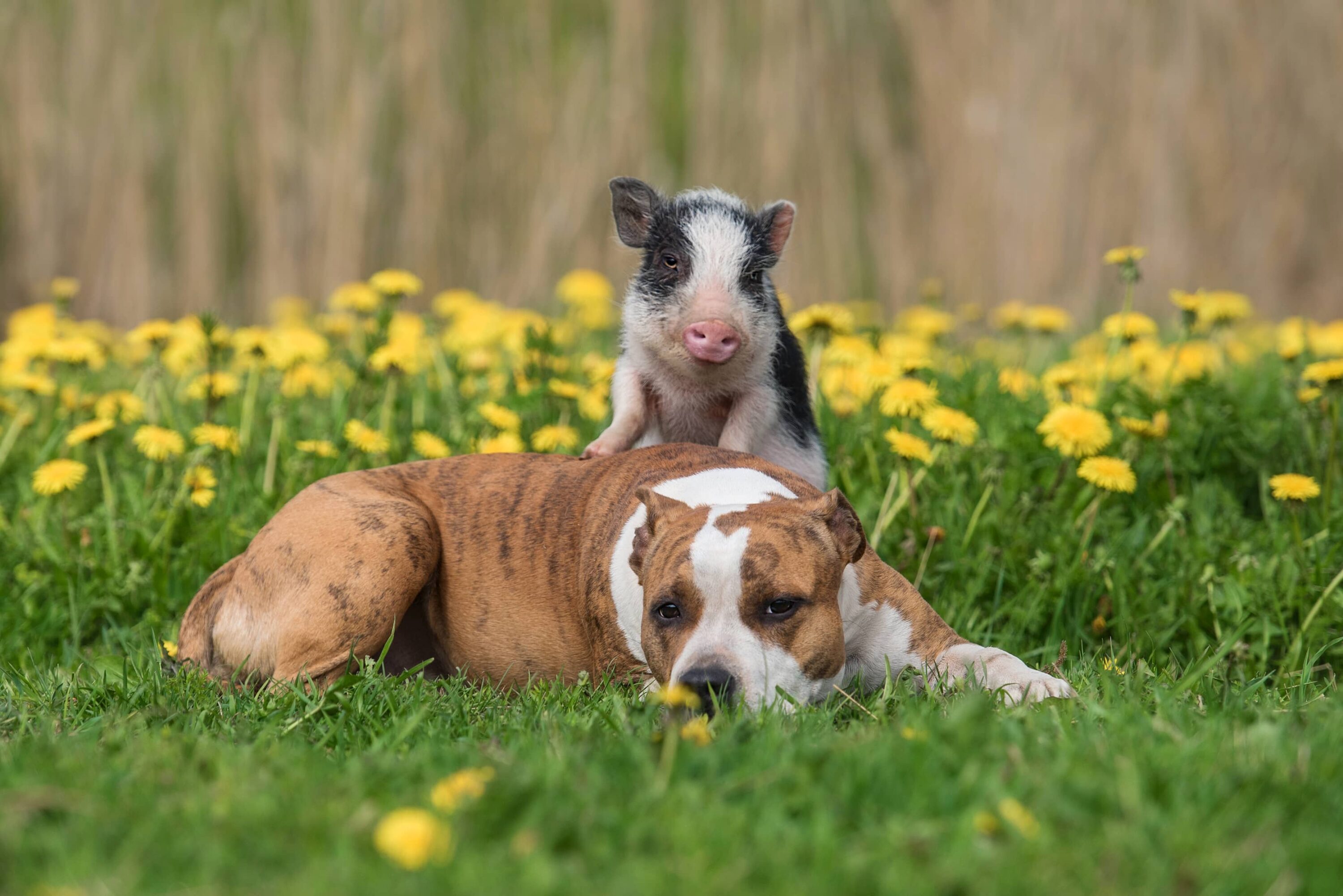 hund und ferkel auf einer wiese