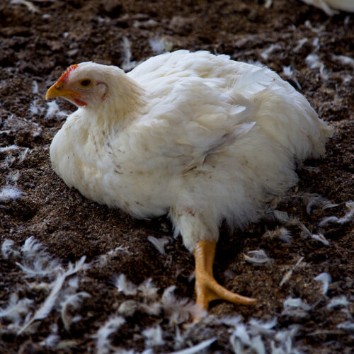 LIDL: keine konkrete Verpflichtung für Hühner, Animal Equality schließt sich europäischer Kampagne gegen Discounter-Riesen an