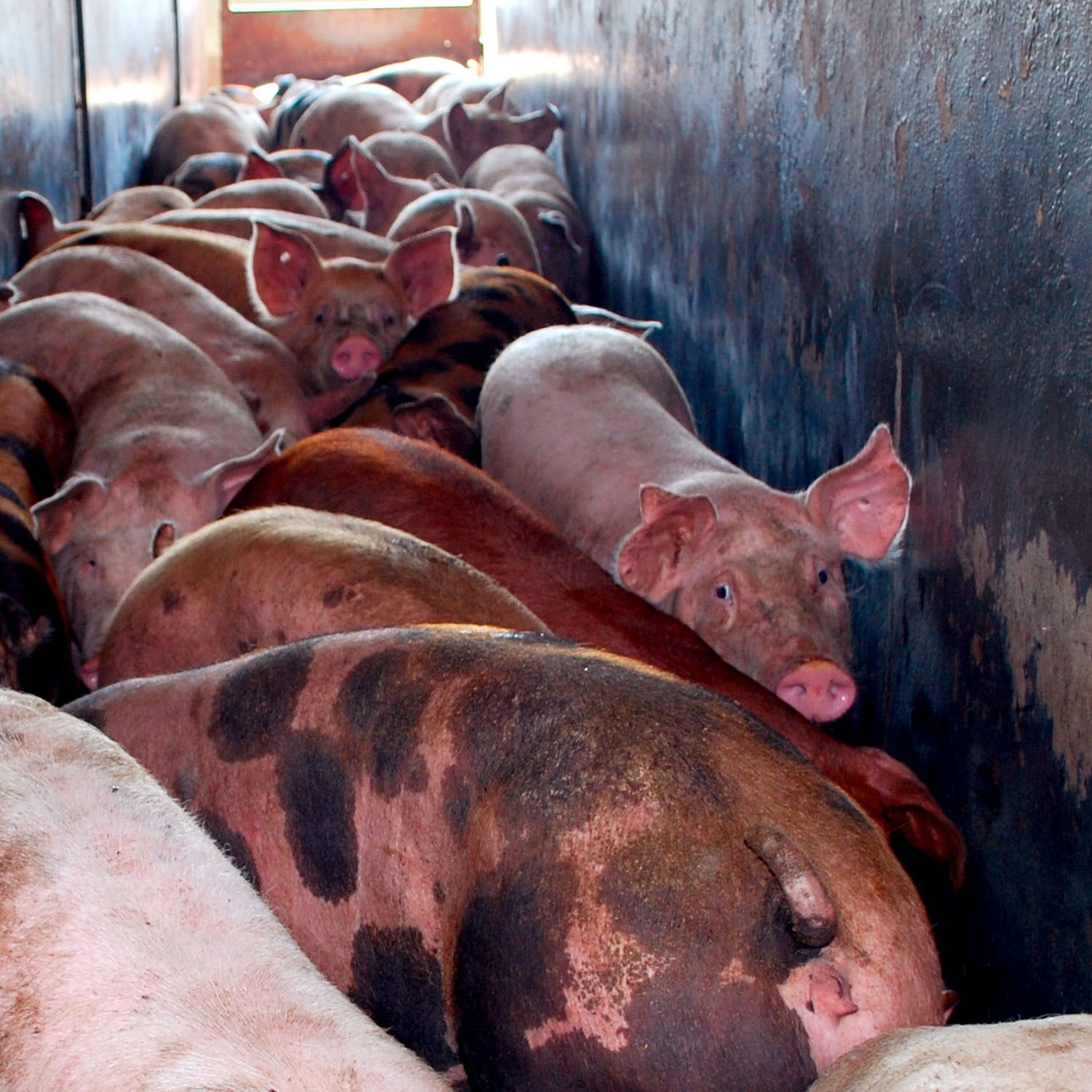 schweine im schlachthaus