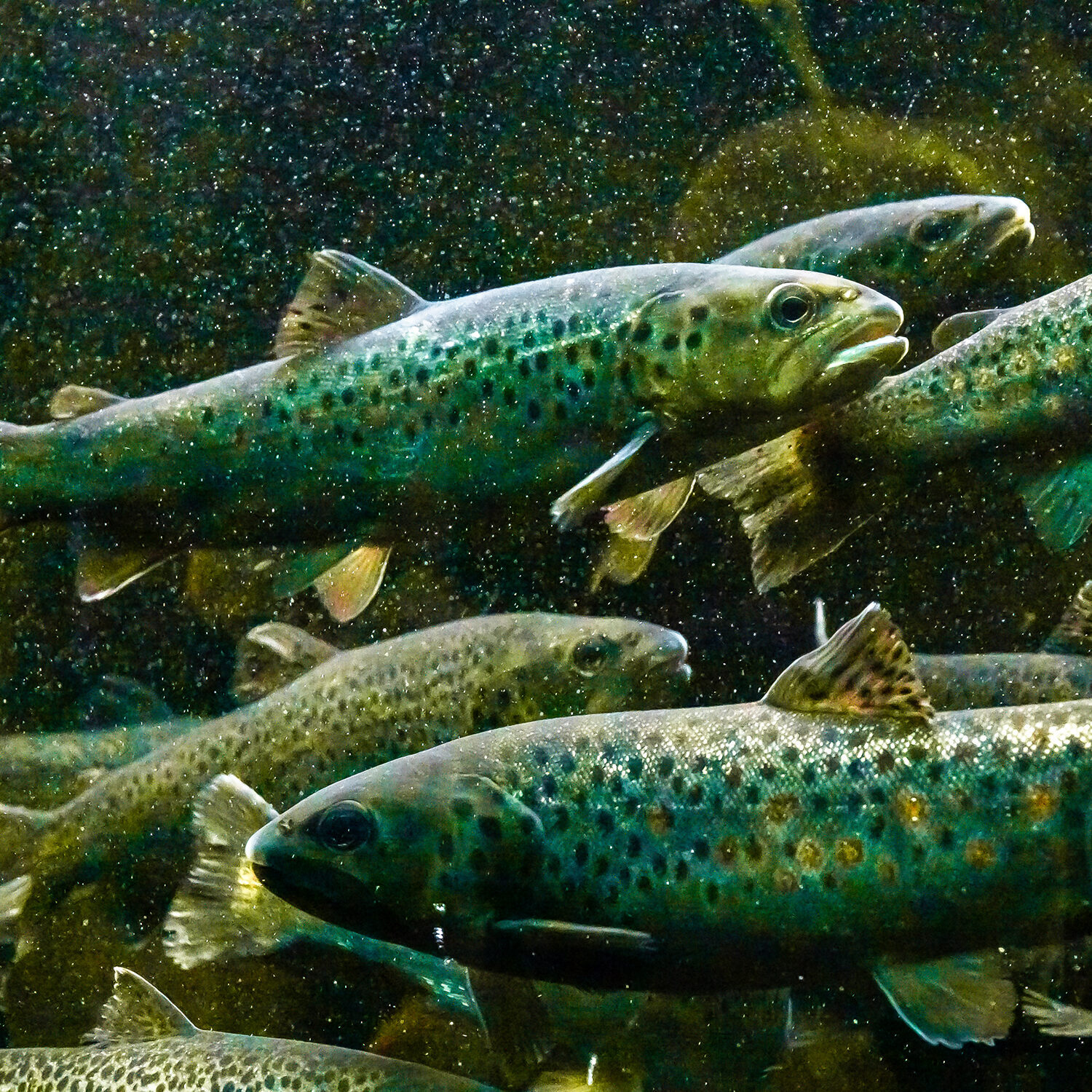 Fische in Aquakulturen