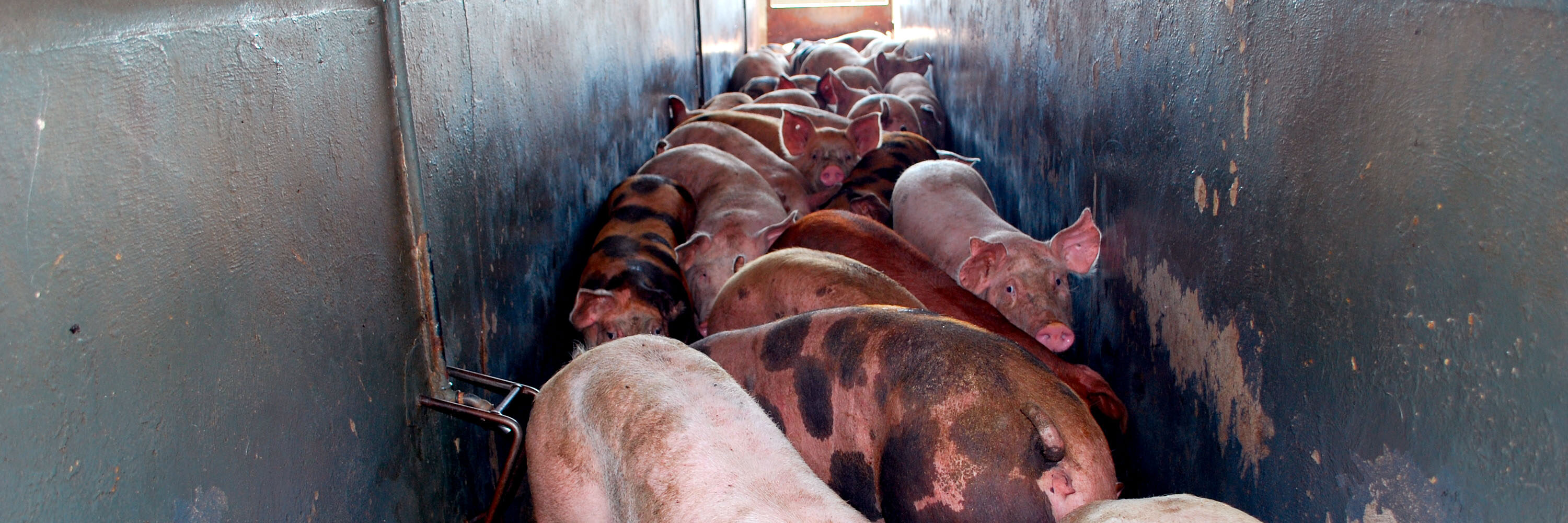 schweine im schlachthaus