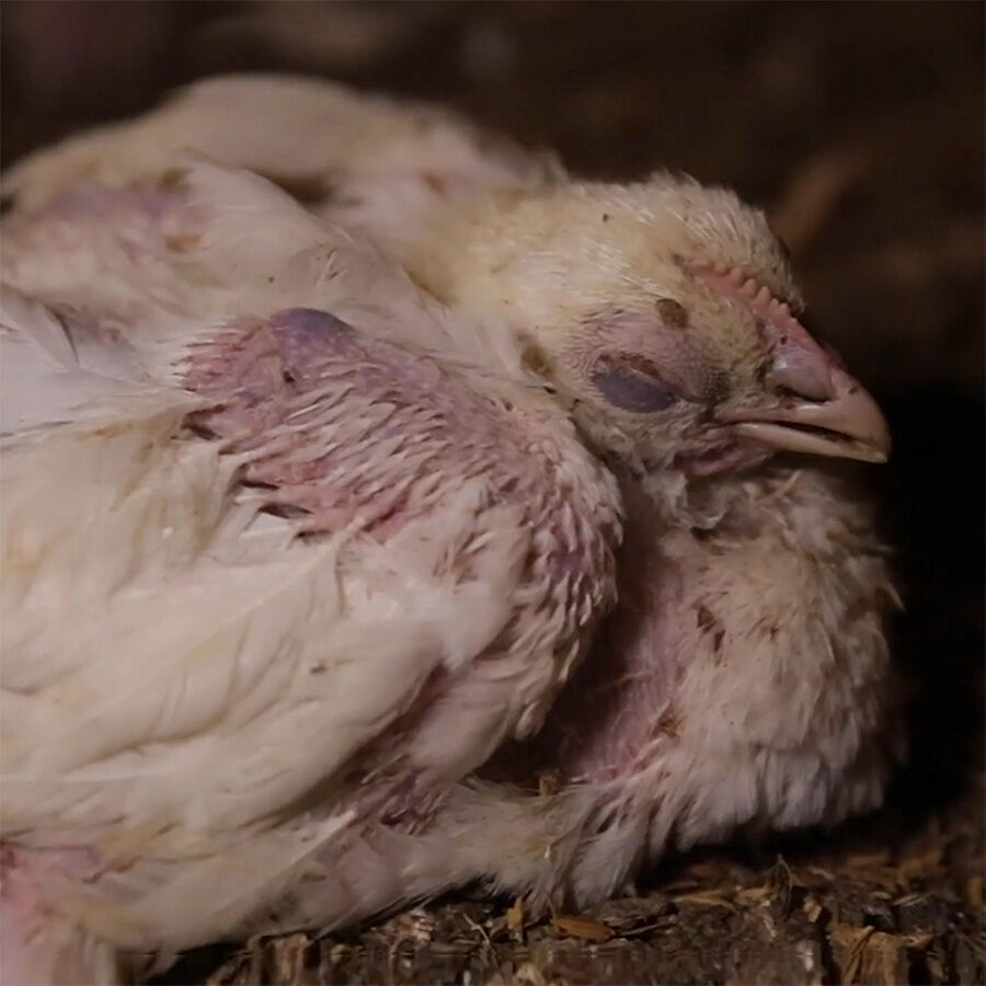 Huhn in einem Mastbetrieb