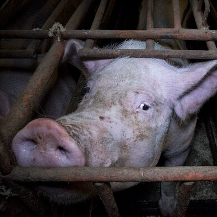 Schwein in einem Kastenstand
