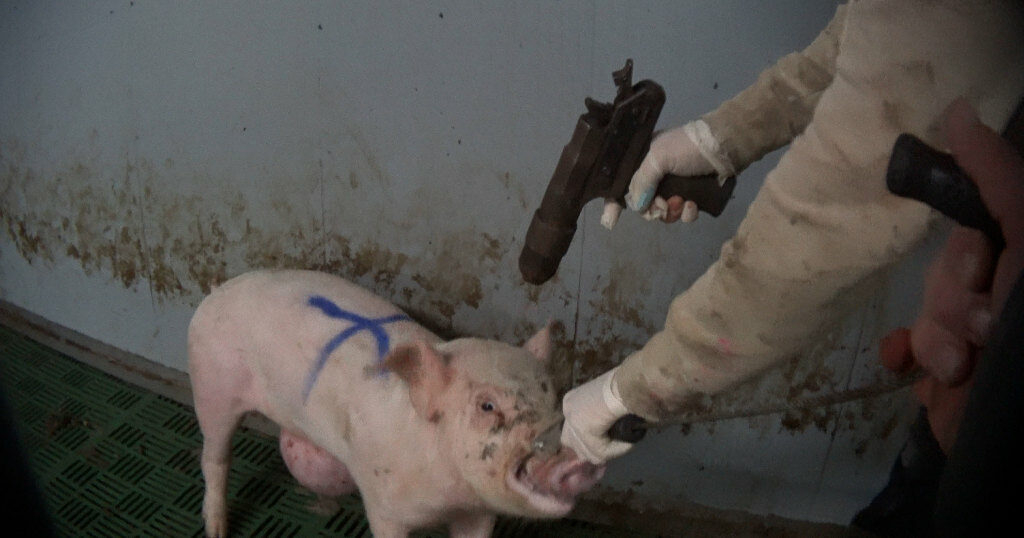 schwein wird durch bolzenschuss getötet