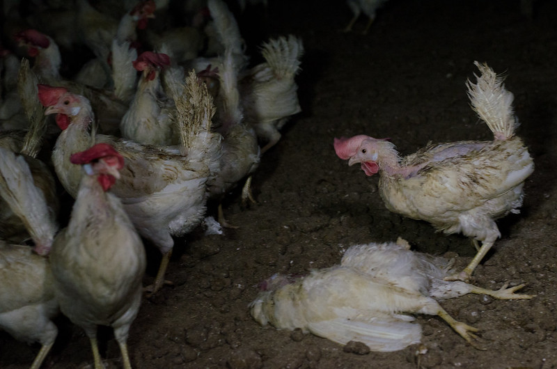 ein totes Huhn umbringt von lebenden Hühnern