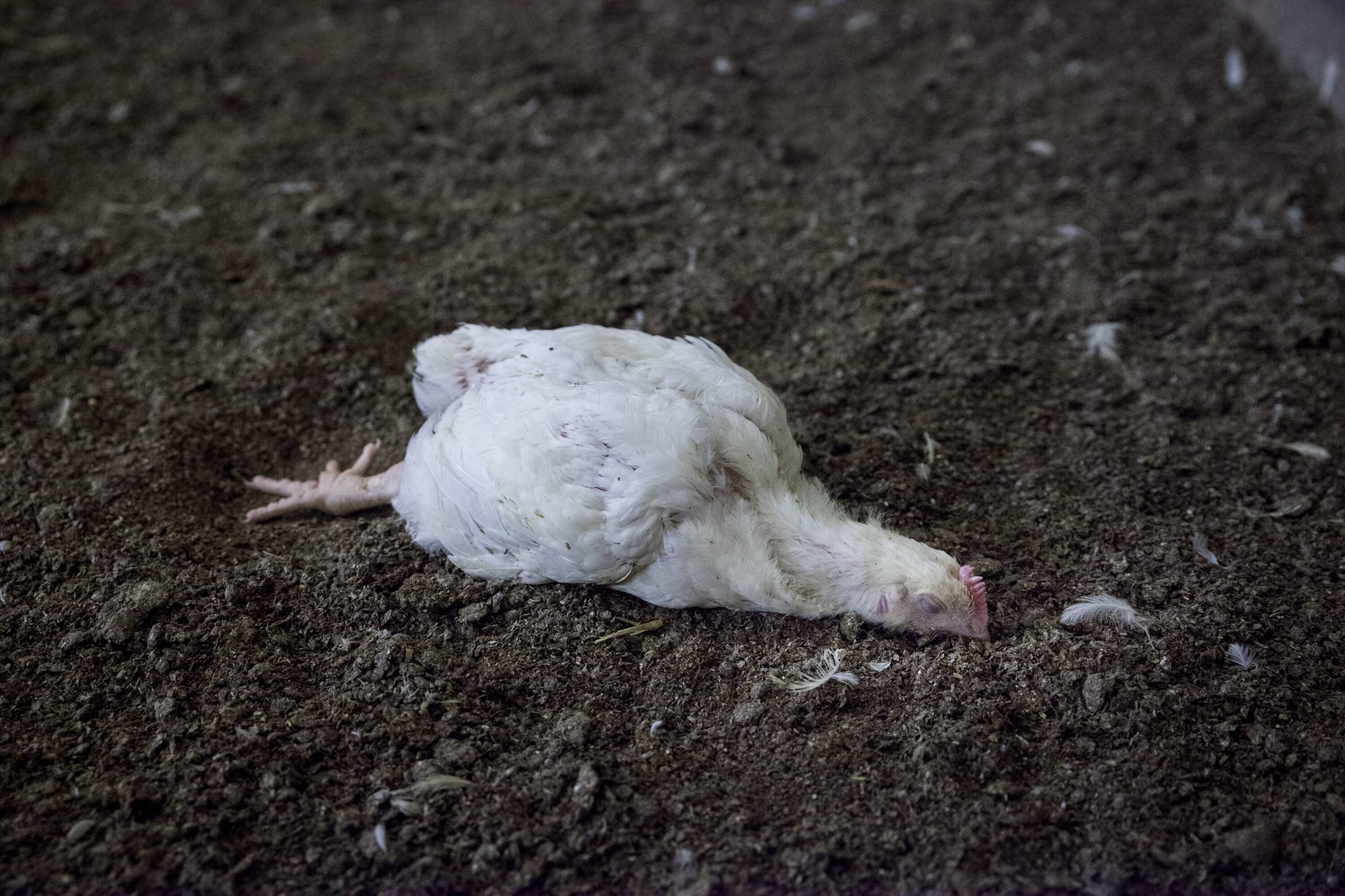 totes huhn