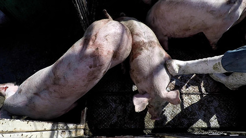 Schlachthausmitarbeiter tritt auf Schweine ein