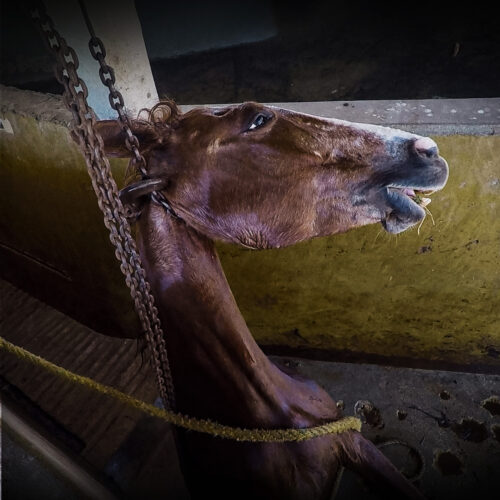 Neue Undercover-Recherche: die heimliche Schlachtung von Pferden in Mexiko