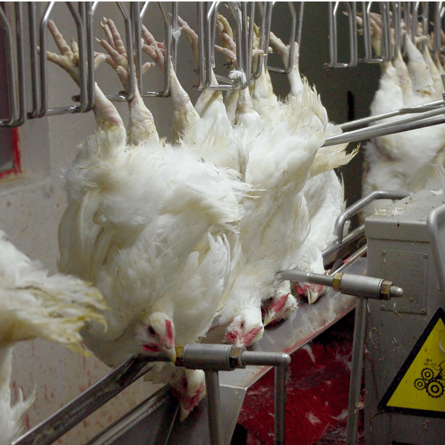 aufgehangene hühner kurz vor dem kehlenschnitt