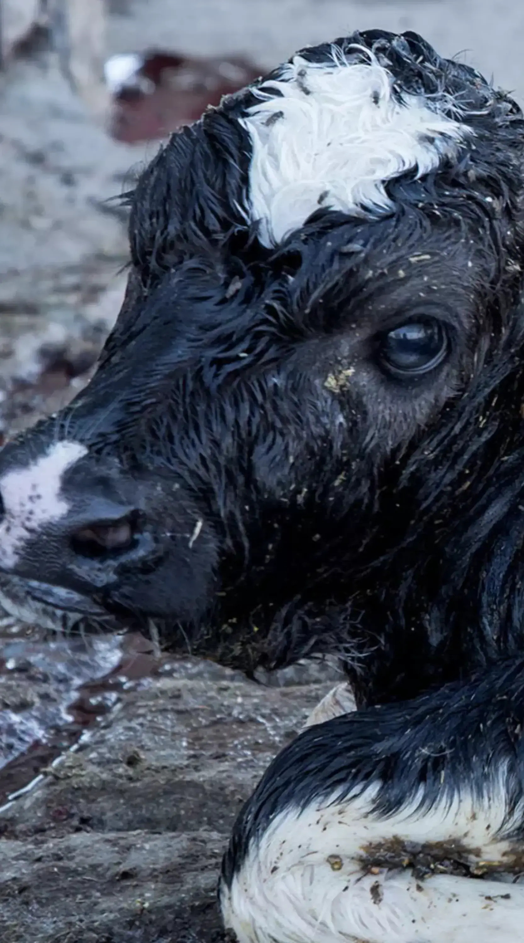 Kalb in der Milchindustrie