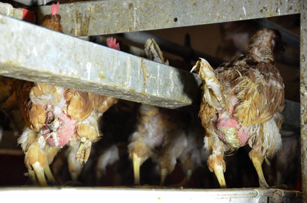 Erkrankungen der Legeorgane bei Hühnern