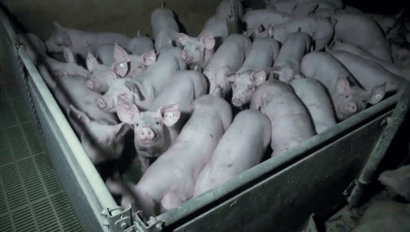 Dicht aneinander gedrängte Schweine in einem deutschen Schweinehaltungsbetrieb