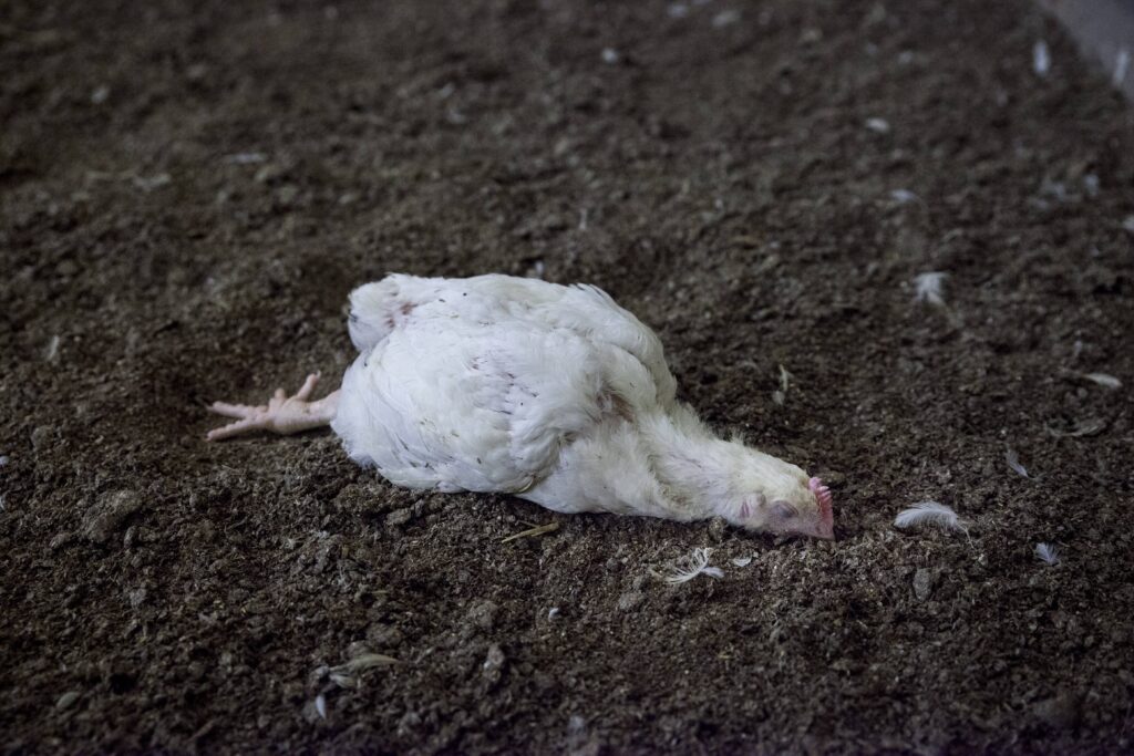 Totes Huhn in einem Mastbetrieb