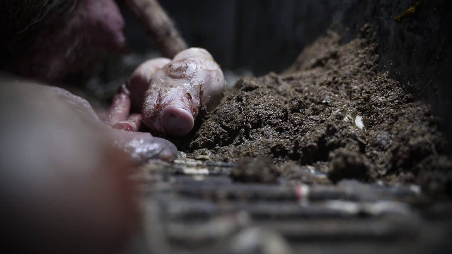 Totes Ferkel liegt in Exkrementen