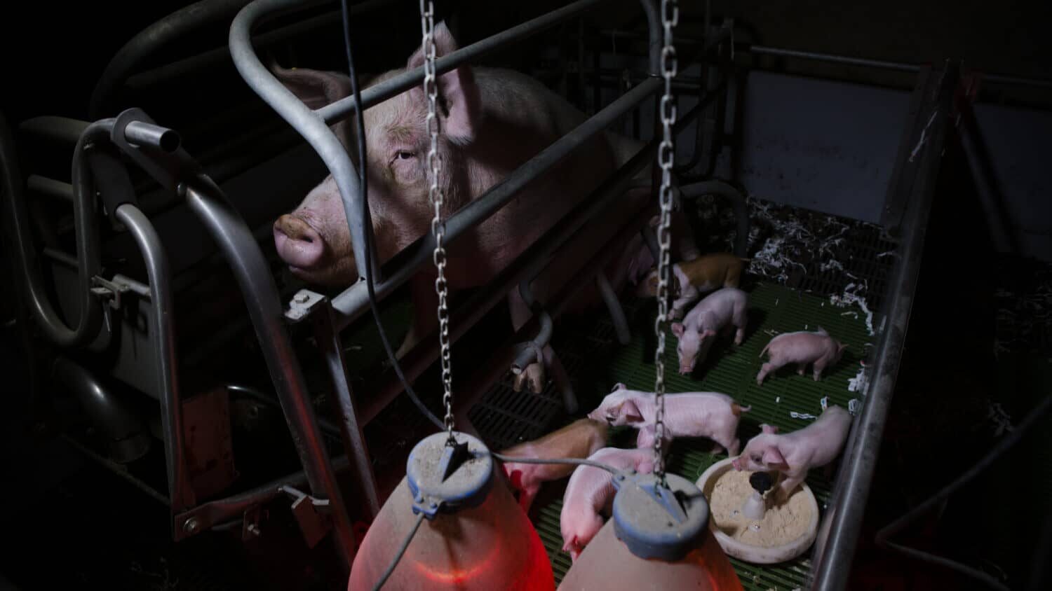 mutterschwein sitzt in einem kastenstand neben ihren ferkeln