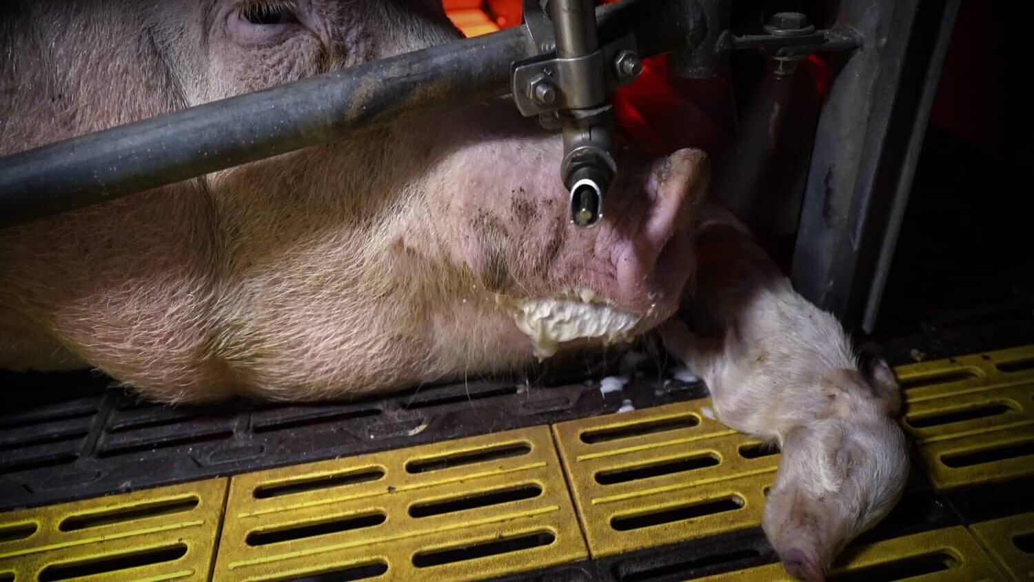 Mutterschwein mit totem Ferkel