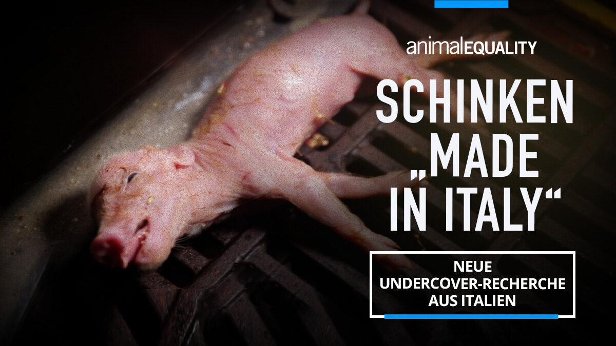 Grausamkeiten In Der Schweinehaltung In Italien Aufgedeckt 1145