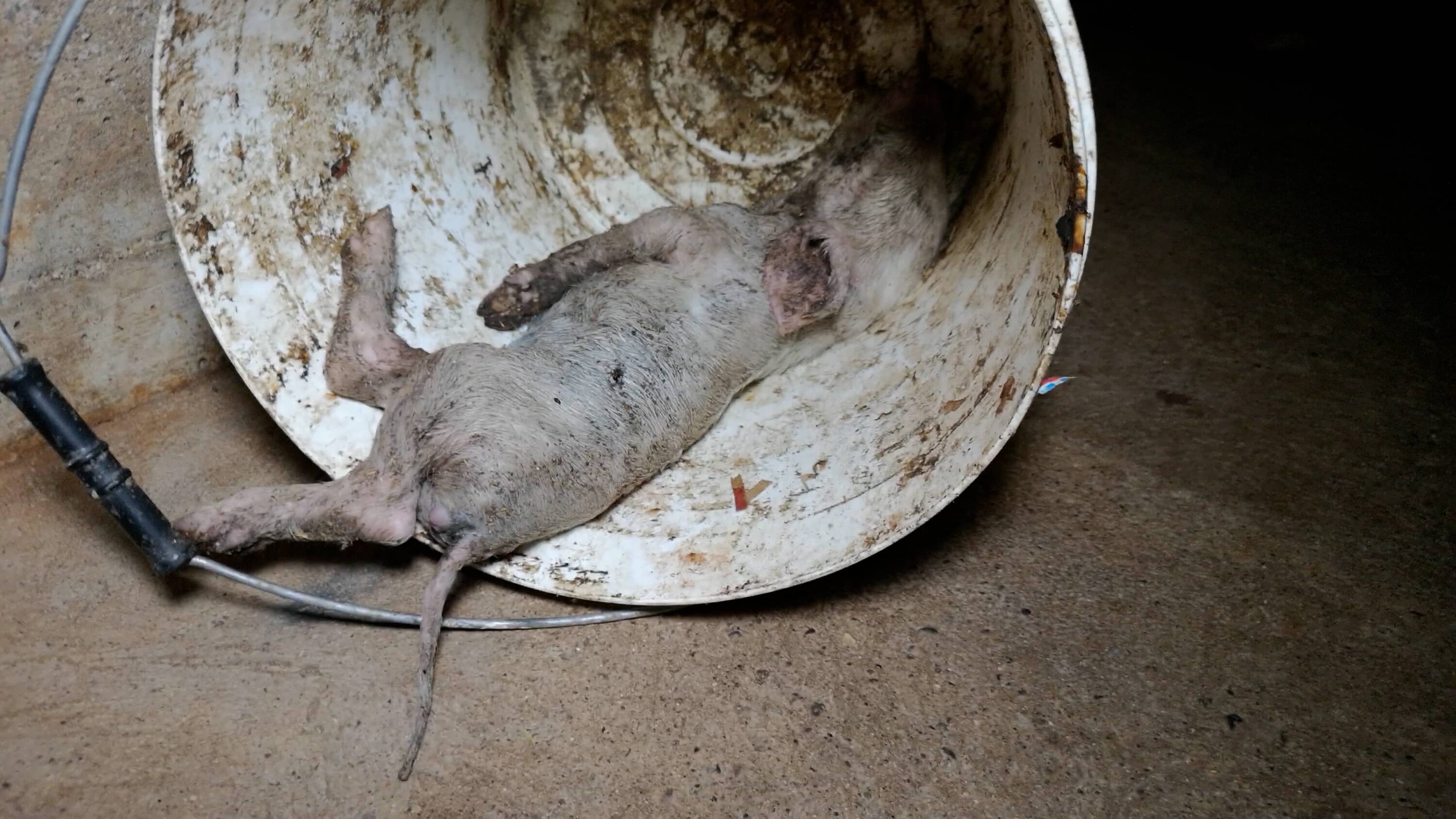 verwesendes ferkel liegt in einem eimer