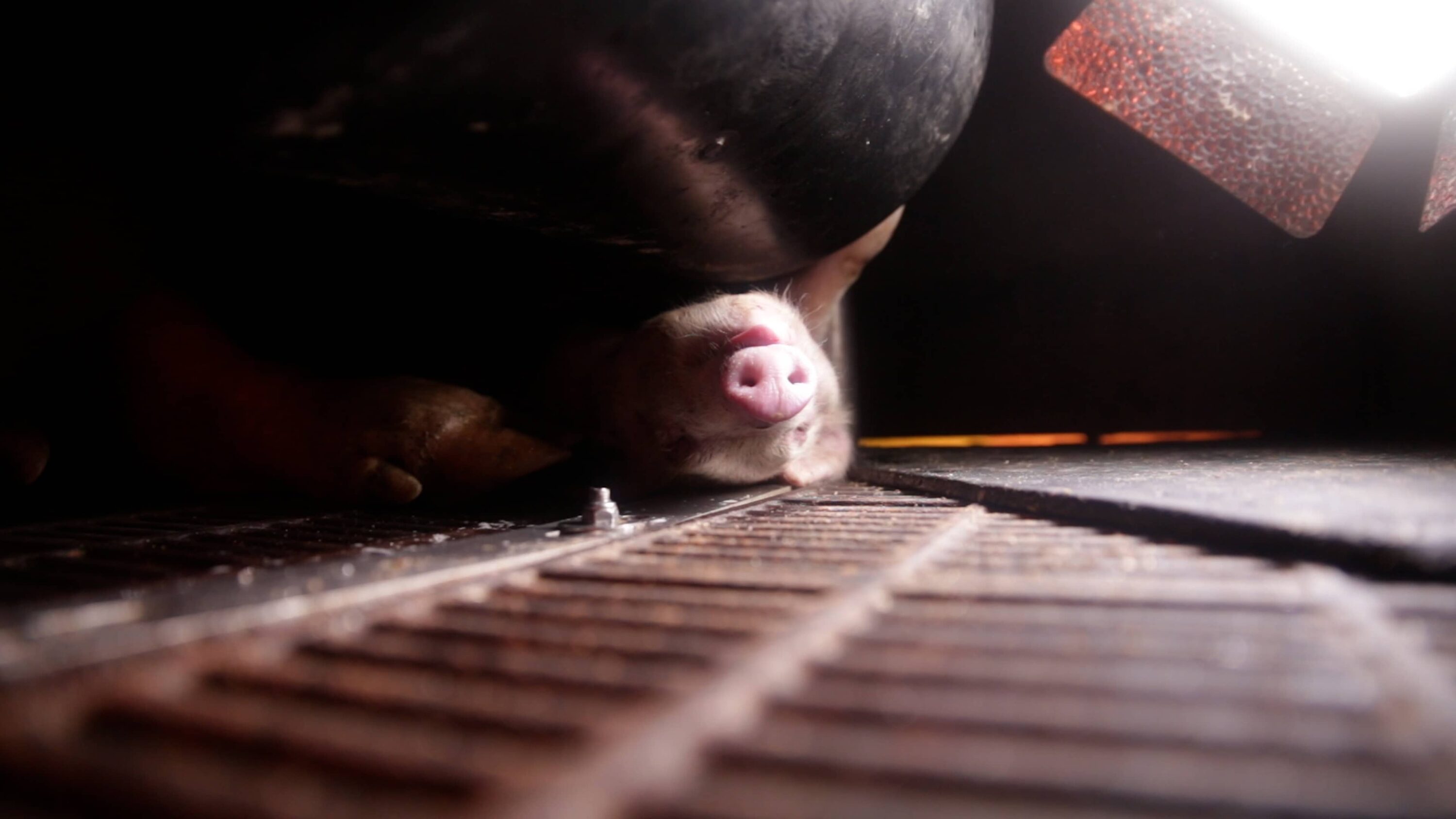 eingeklemmtes totes ferkel