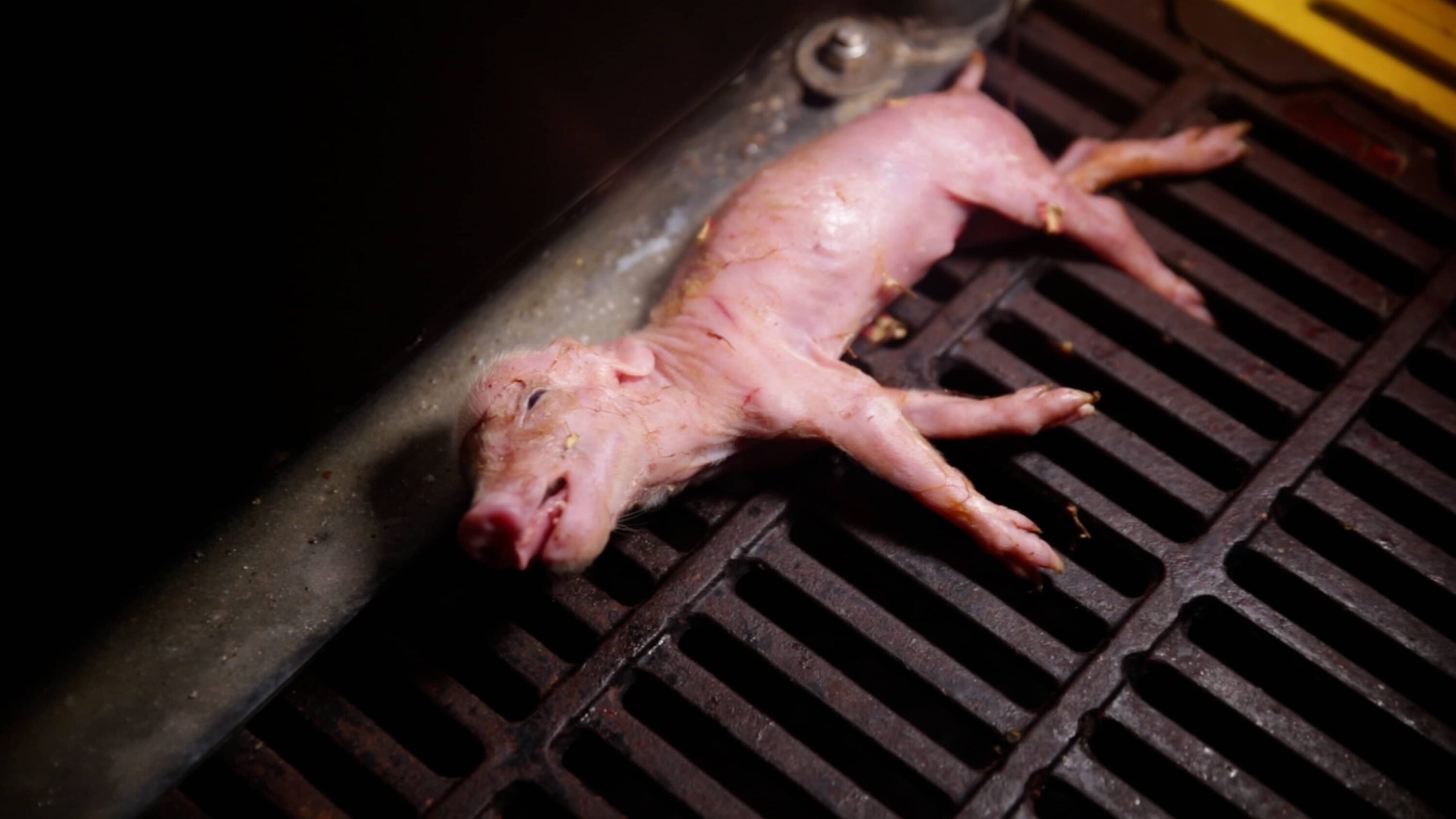 ein sterbendes ferkel ist im spaltenboden eingeklemmt