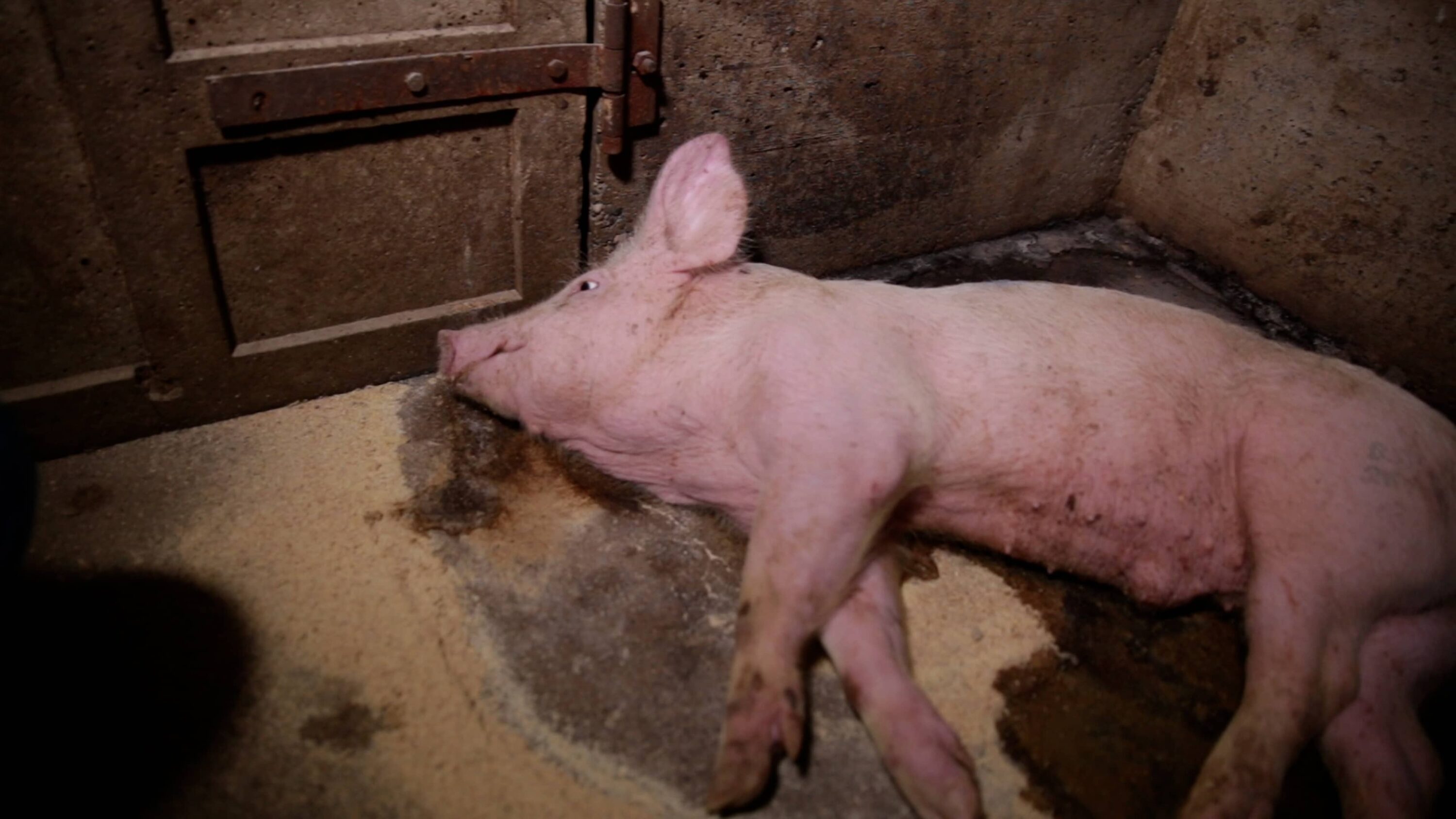 junges schwein liegt sterbend auf dem stallboden