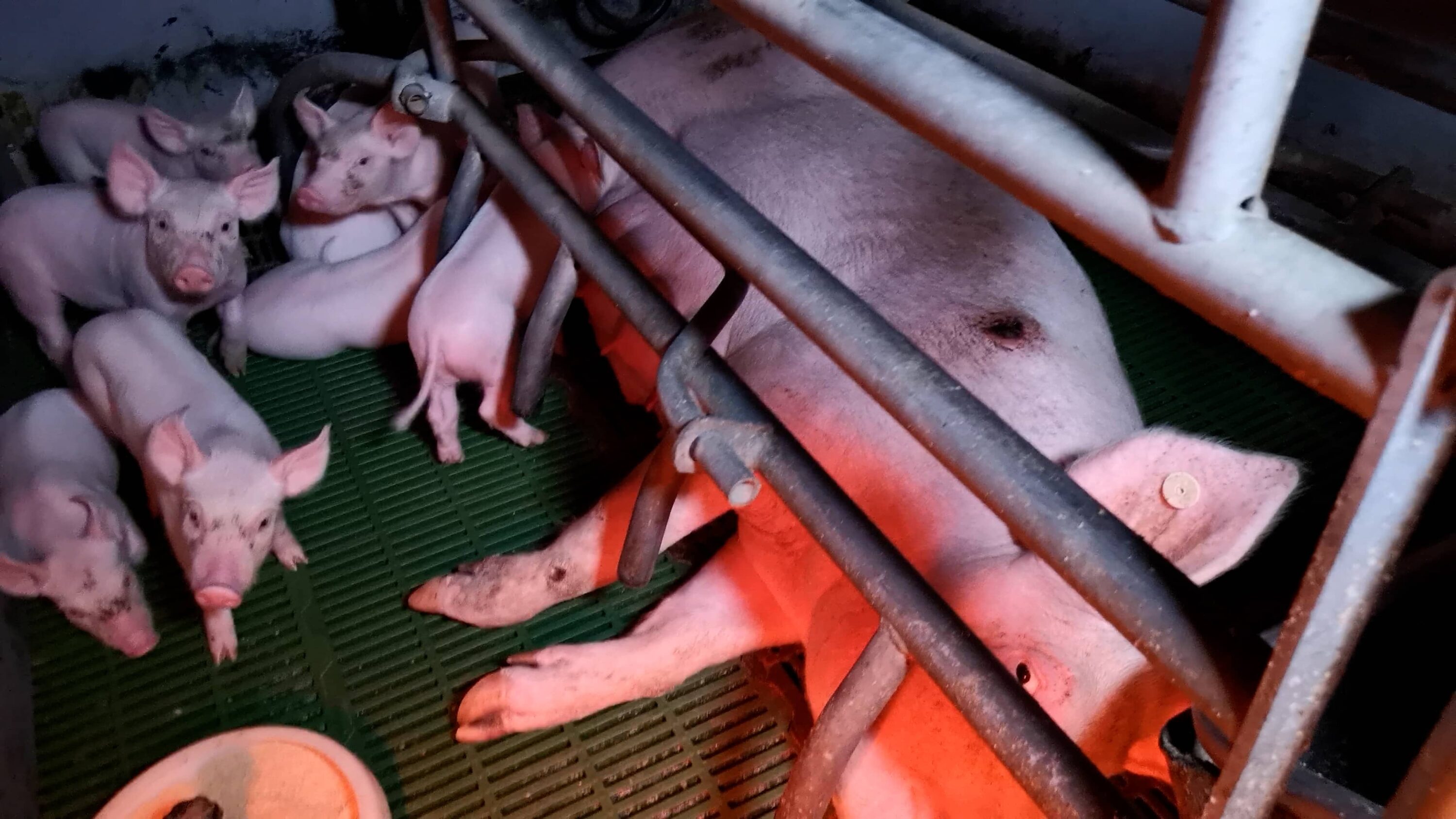 mutterschein in einem kastenstand mit ferkeln