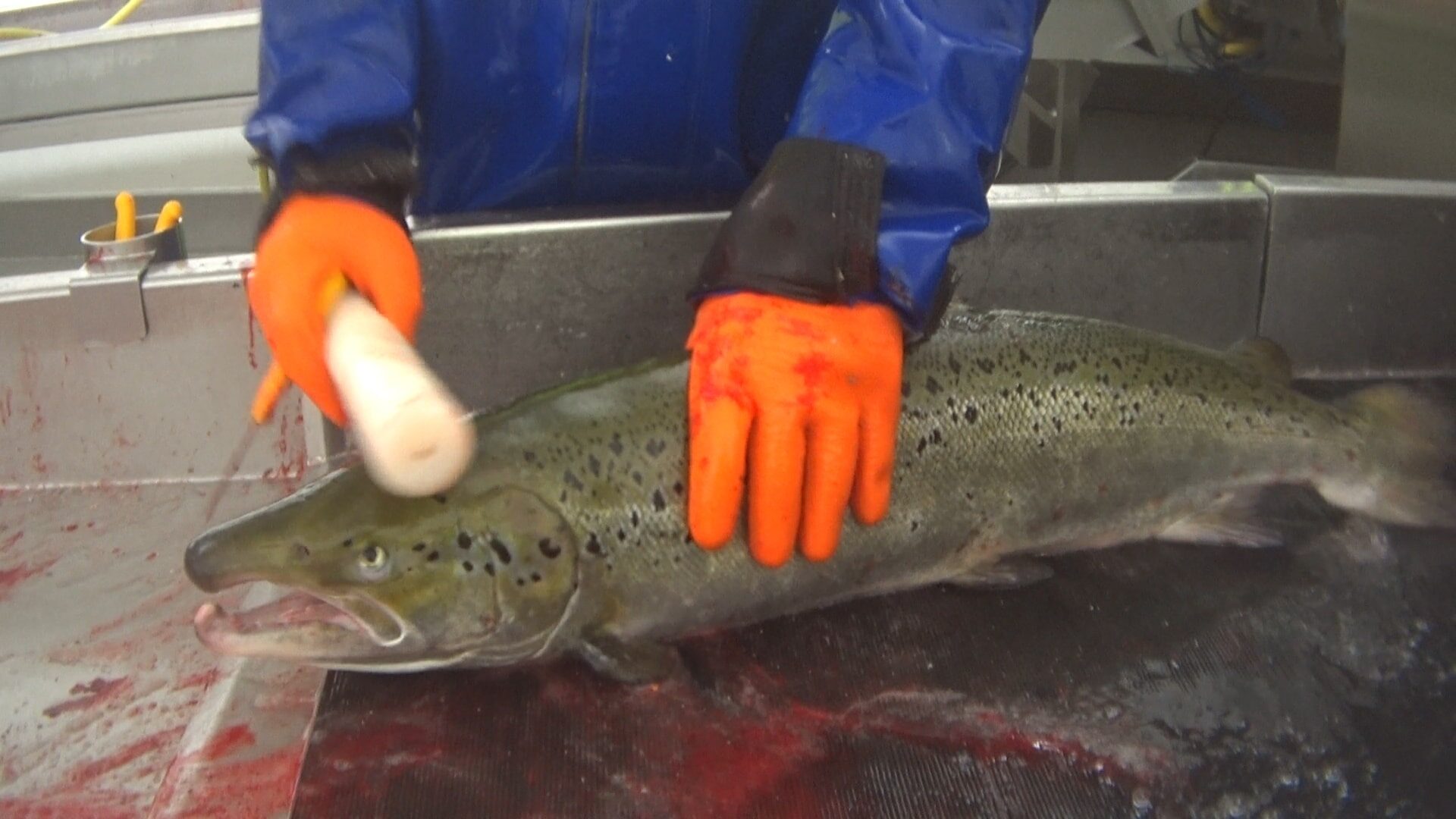 lachs der erschlagen wird
