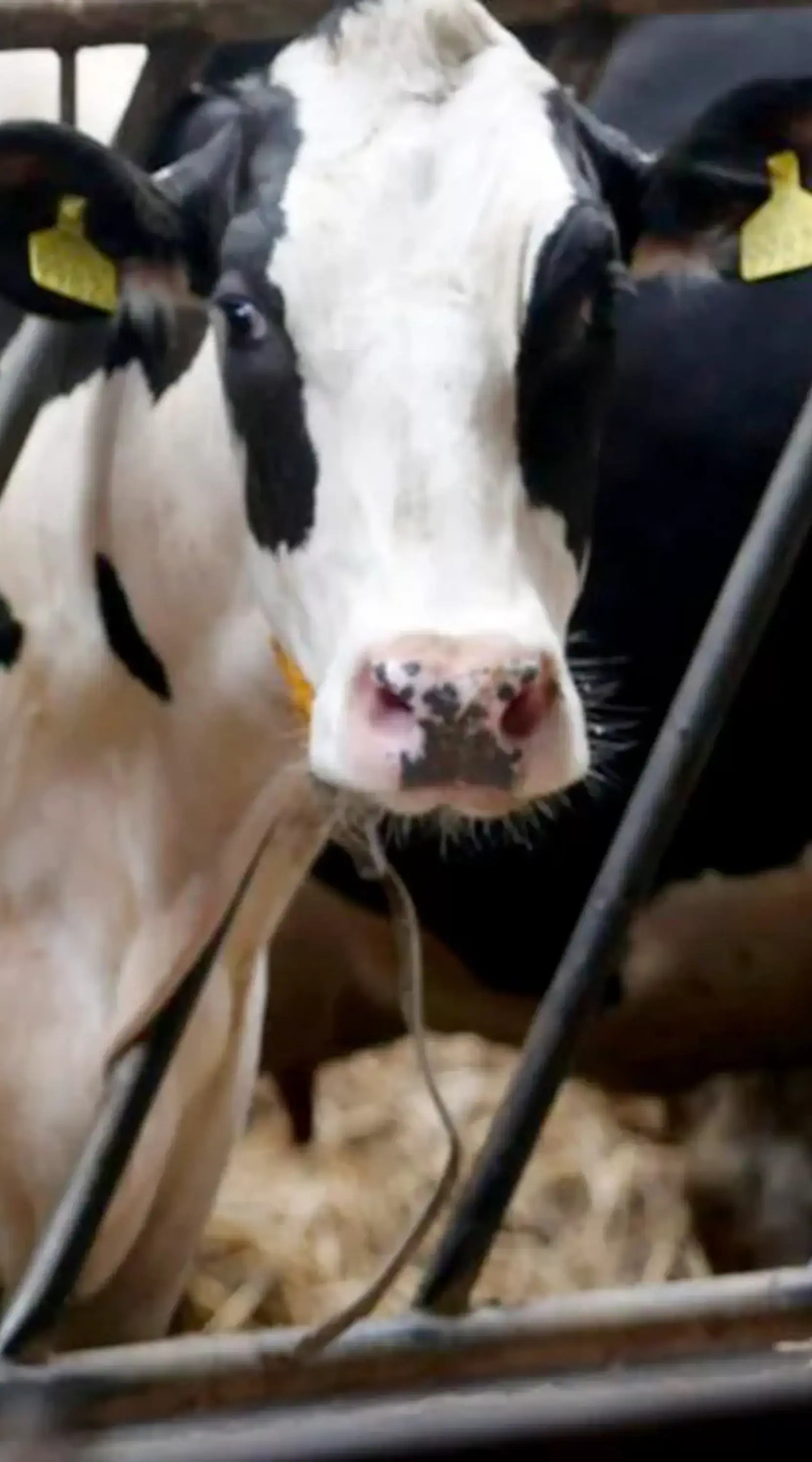 Rind in der Tierindustrie