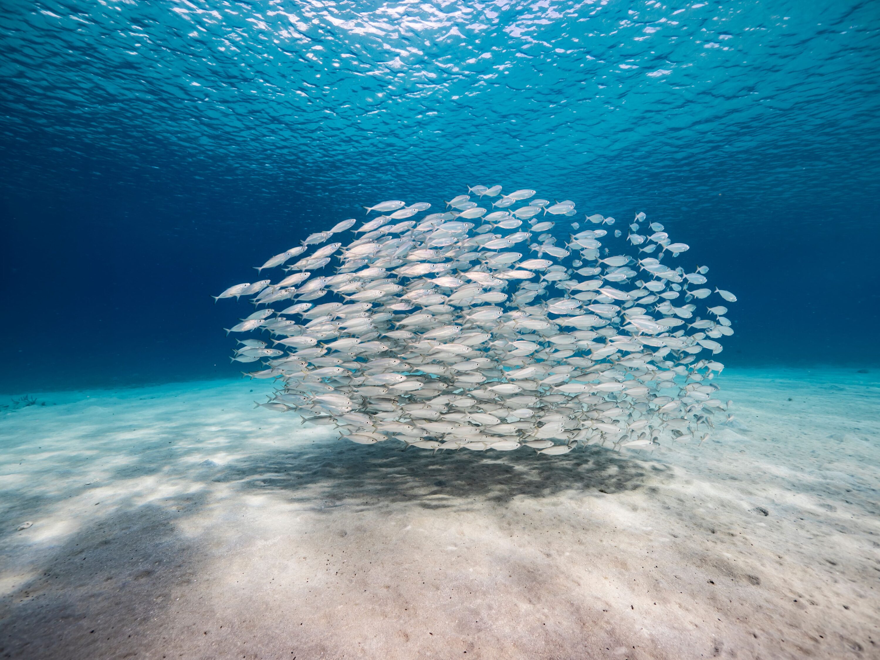 fischschwarm im ozean