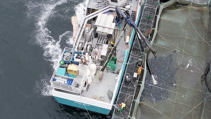 Die Lachse werden auf ein Schiff gesaugt und geschlachtet.