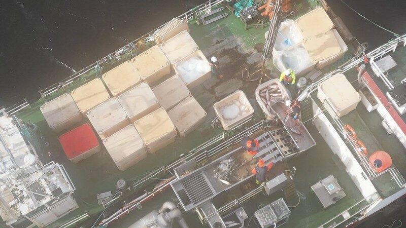 Auch die Forellen aus „Aquakultur“ werden auf einem Schiff geschlachtet.
