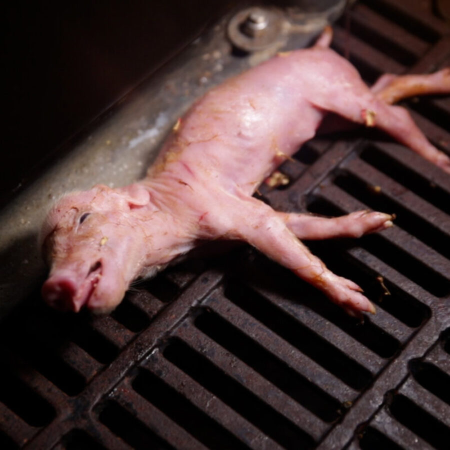Ferkel in einem Schweinehaltungsbetrieb