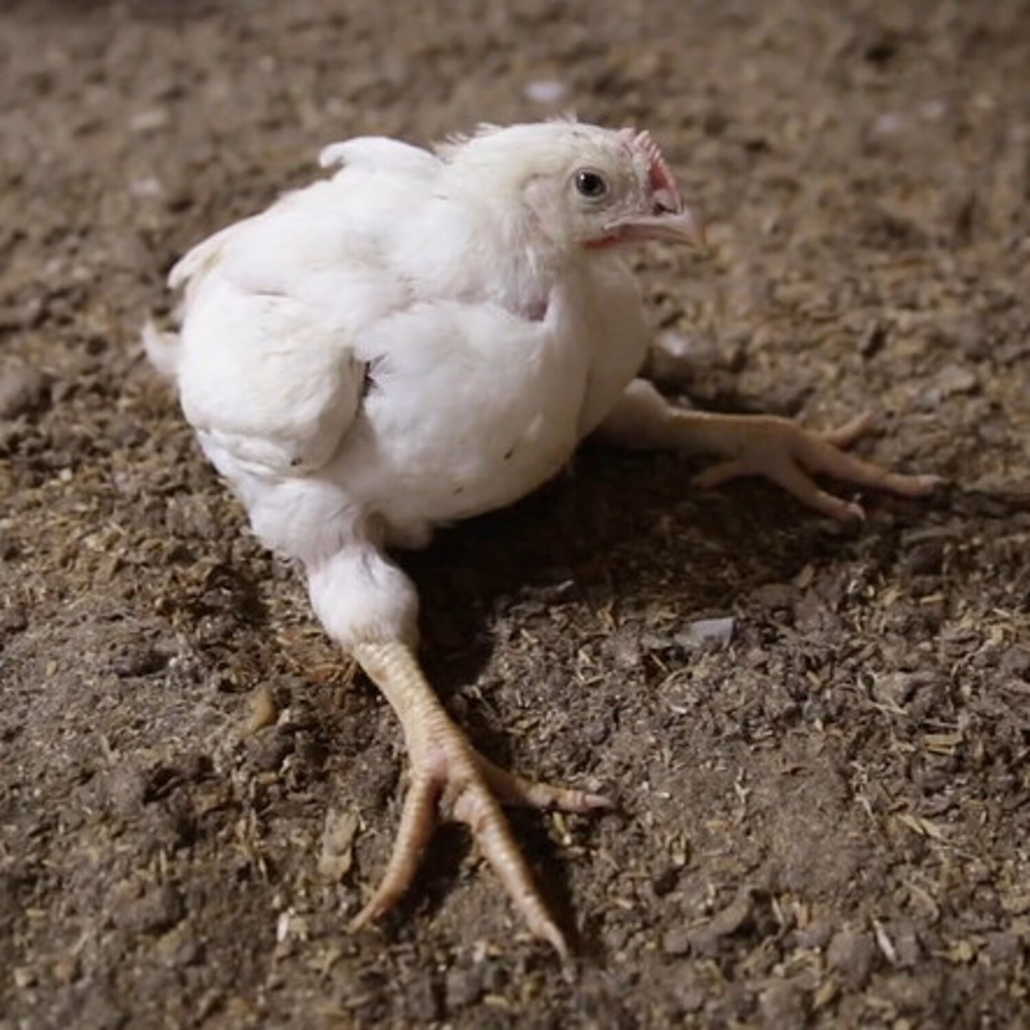 Huhn auf dem Boden eines Mastbetriebes