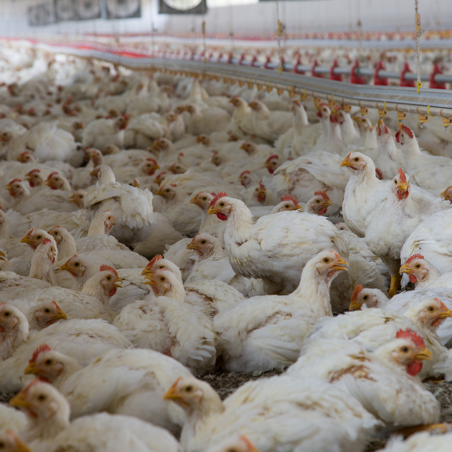 Animal Equality richtet Petition an EU-Parlament: Verbietet schnell wachsende Hühner!