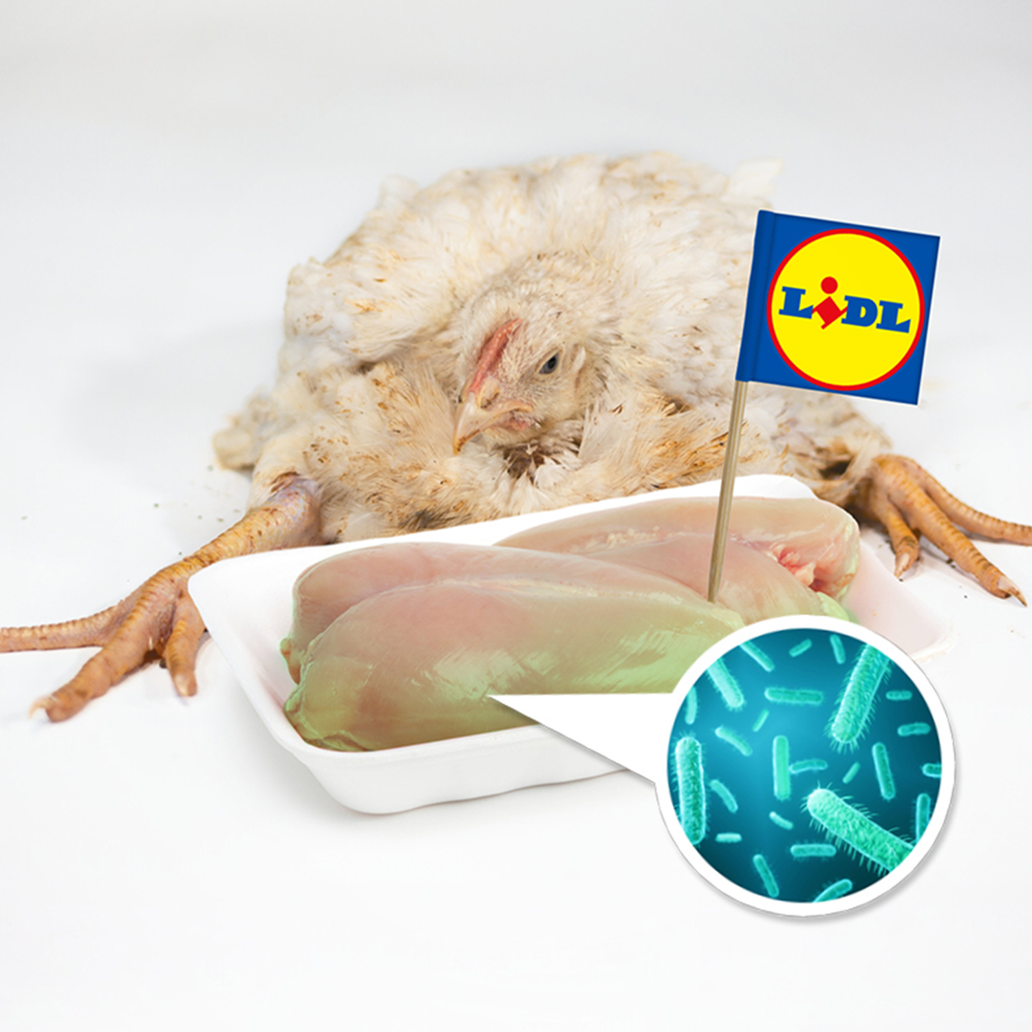 Neuer Skandal um Hühnerhaltung bei LIDL: Kampagne geht weiter