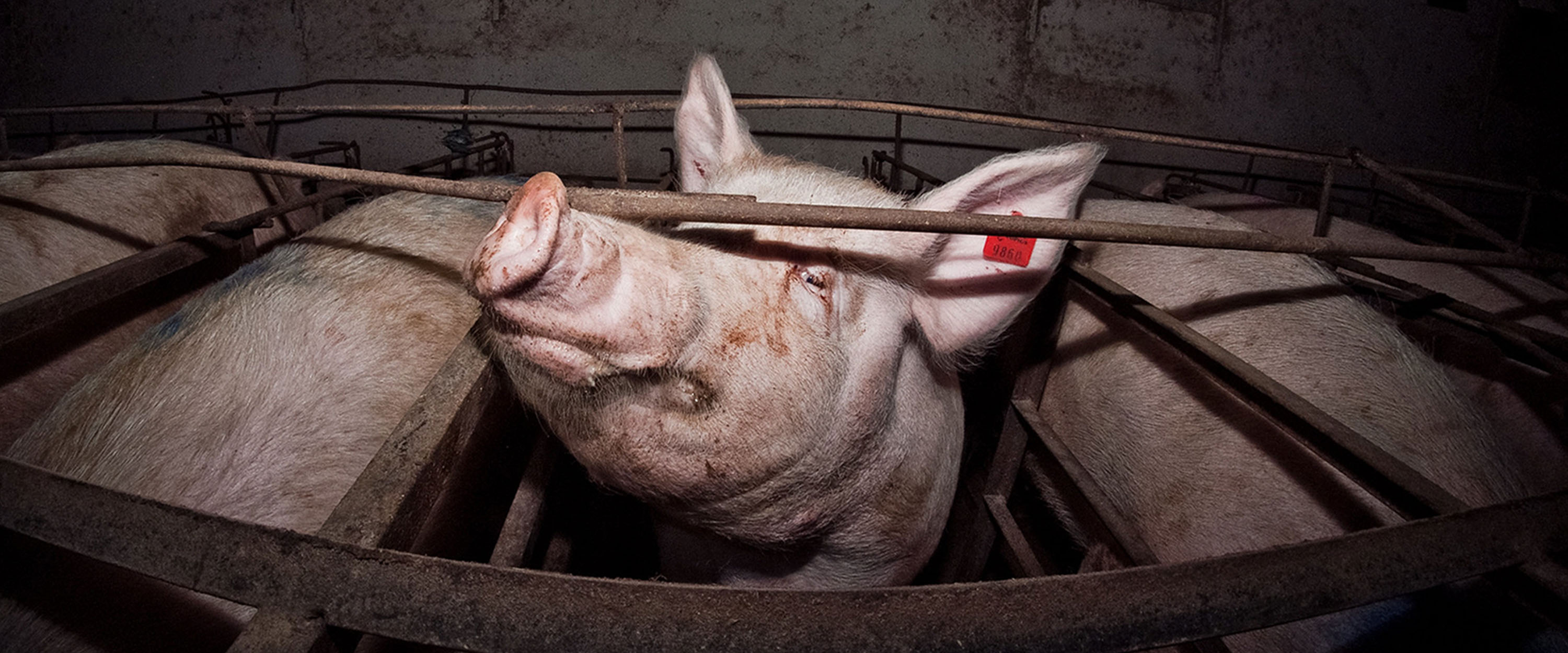 Schwein in Tierhaltungsindustrie