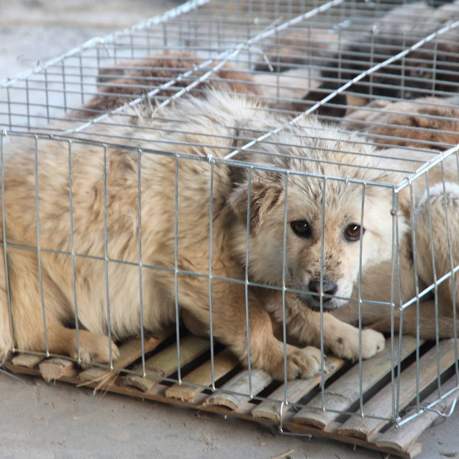 hundefleischhandel in china