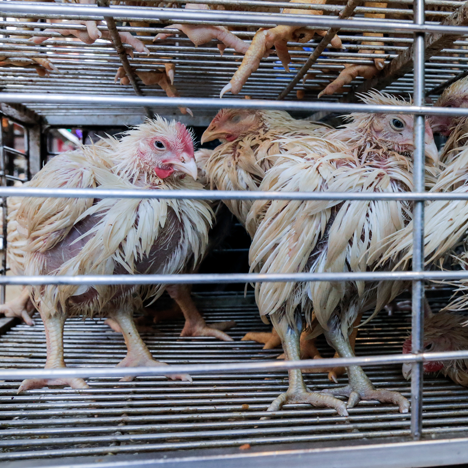 hühner auf lebendtiermarkt