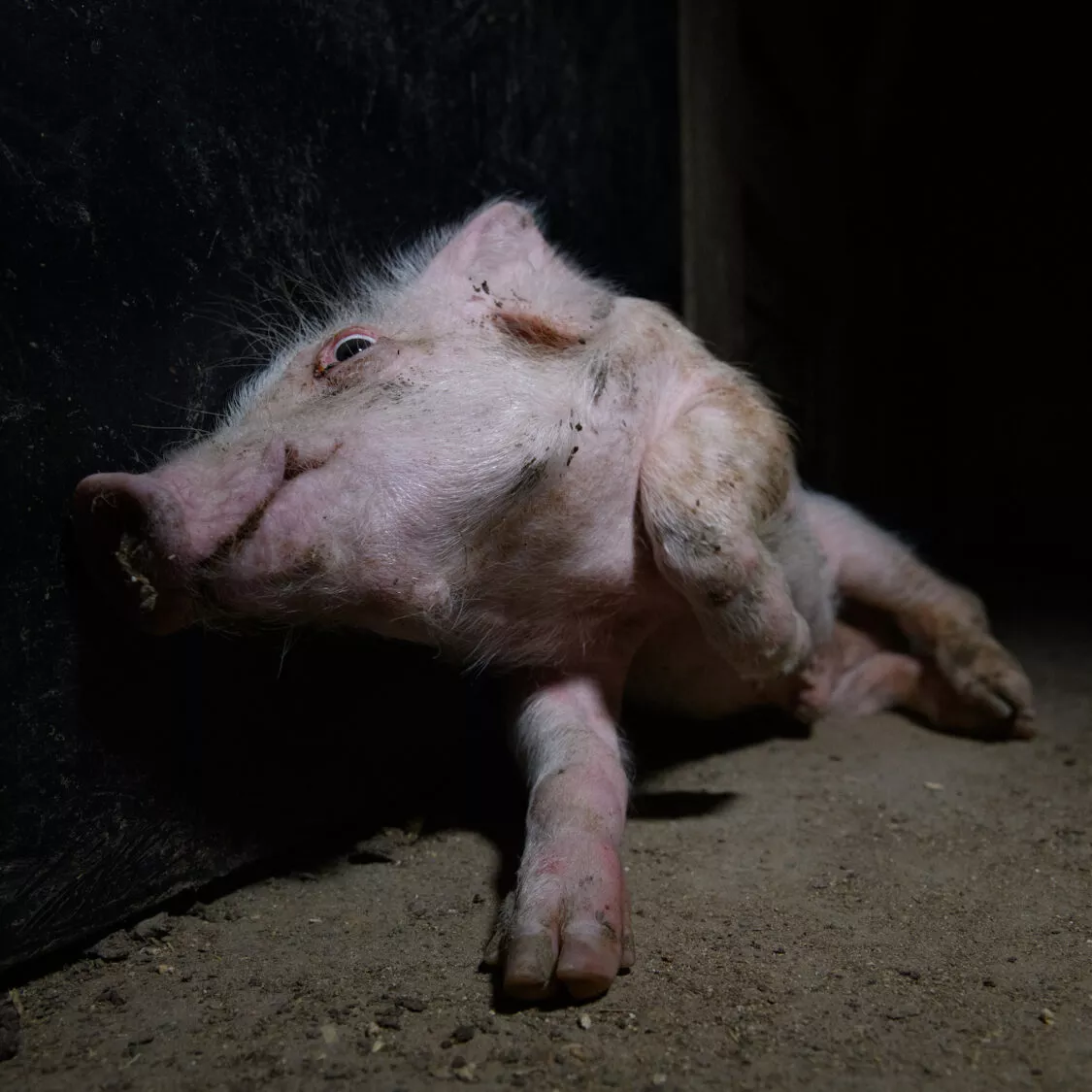 krankes Ferkel in einem spanischen Schweinebetrieb