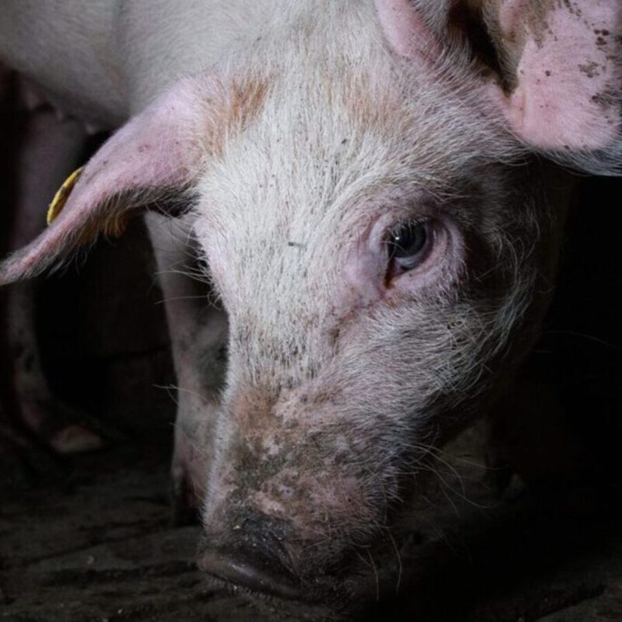 Ein Ferkel in einem Schweinemastbetrieb