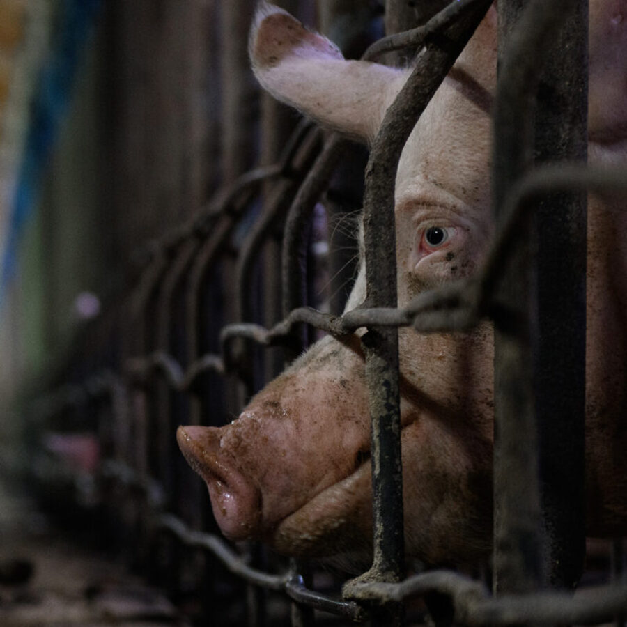 Ein Schwein in einem Käfig