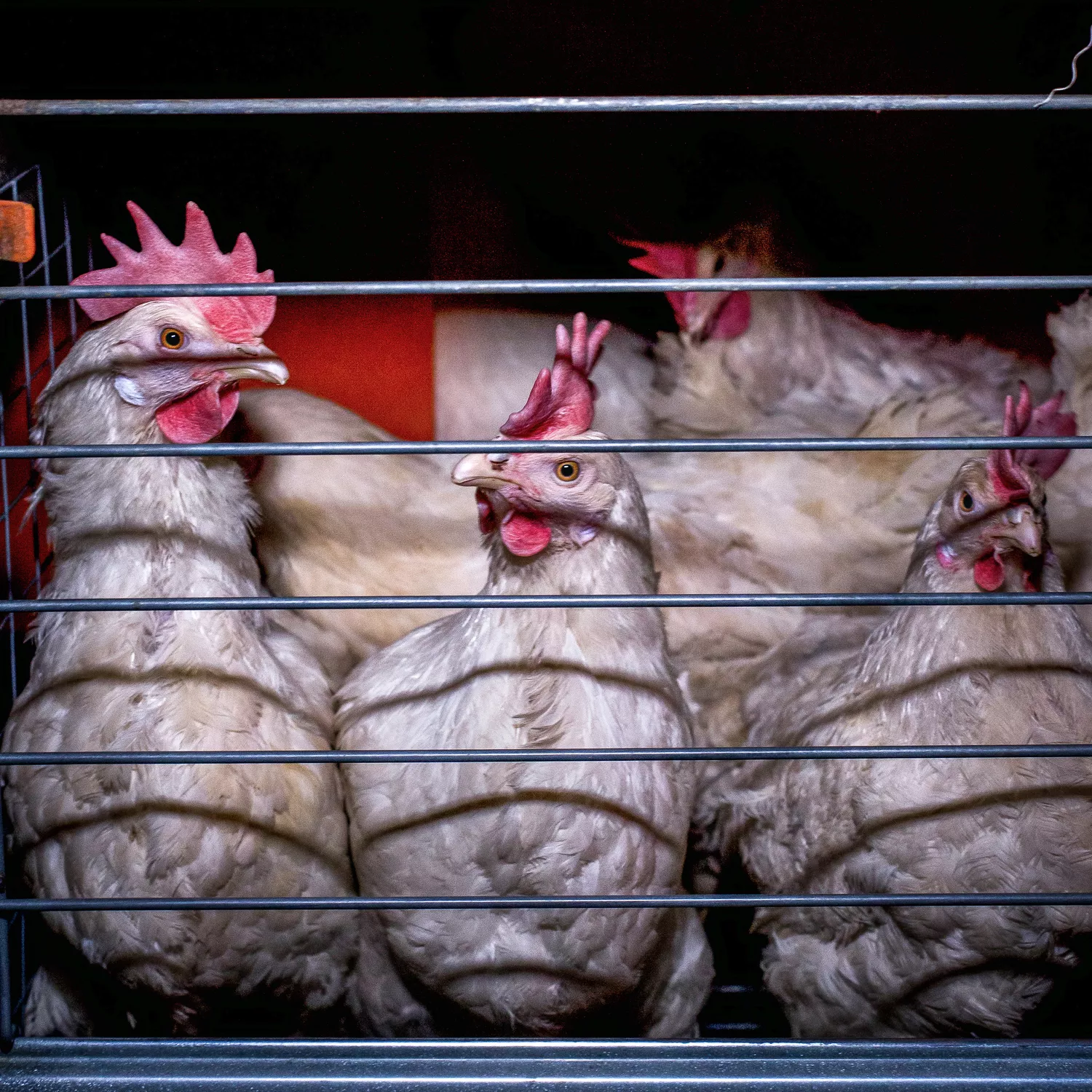 Hühner in Käfighaltung