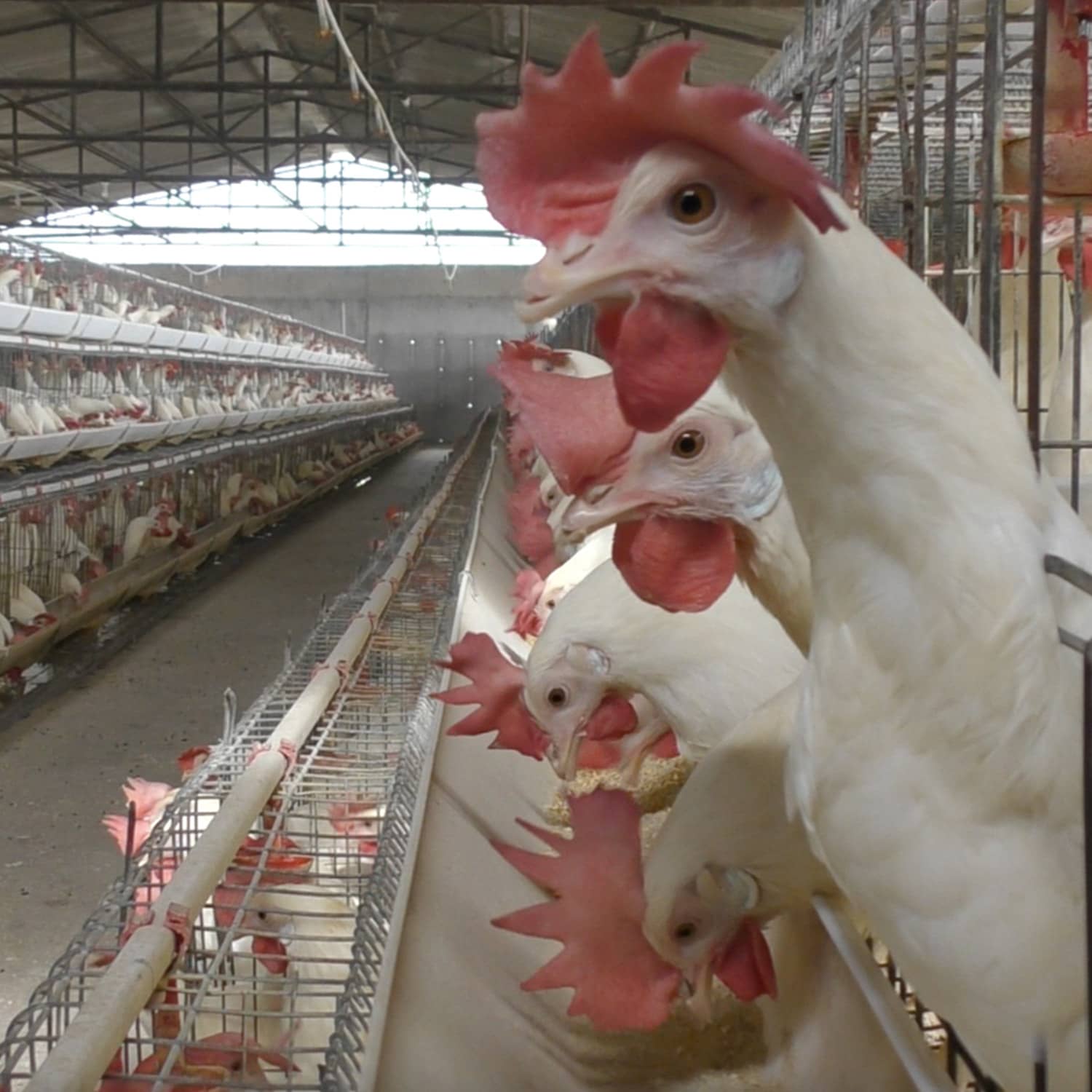 Hühner in der indischen EIerproduktion
