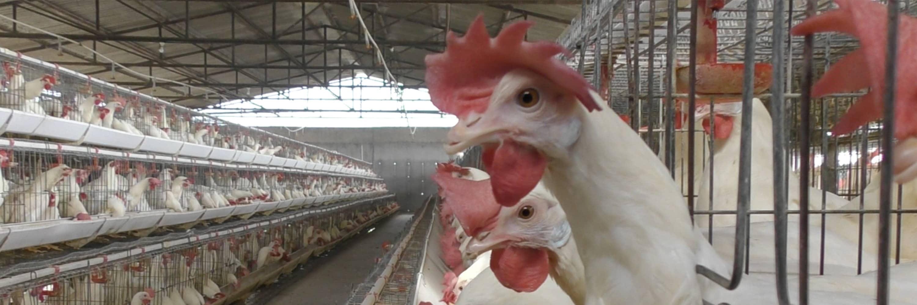 Hühner in der indischen Eierindustrie