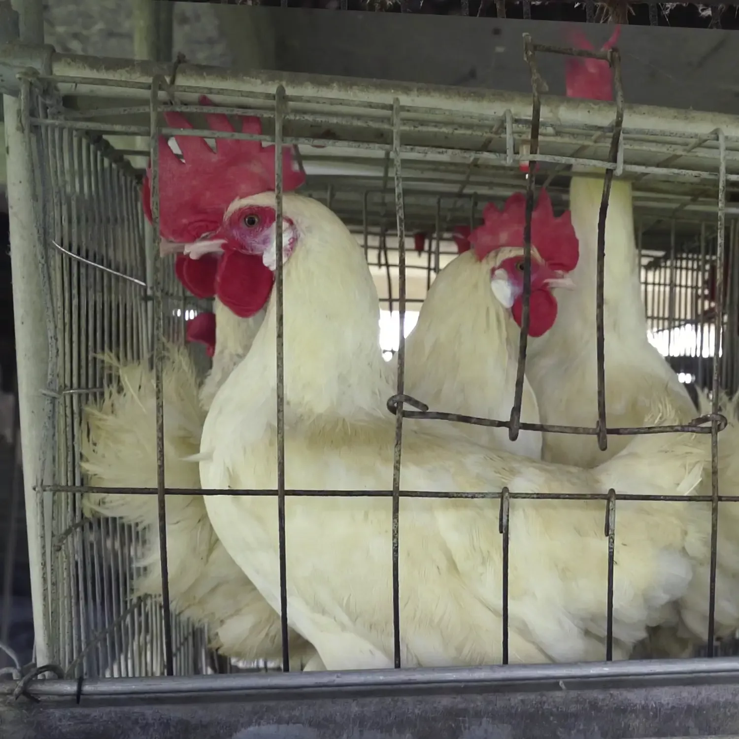 Hühner in einem Käfig