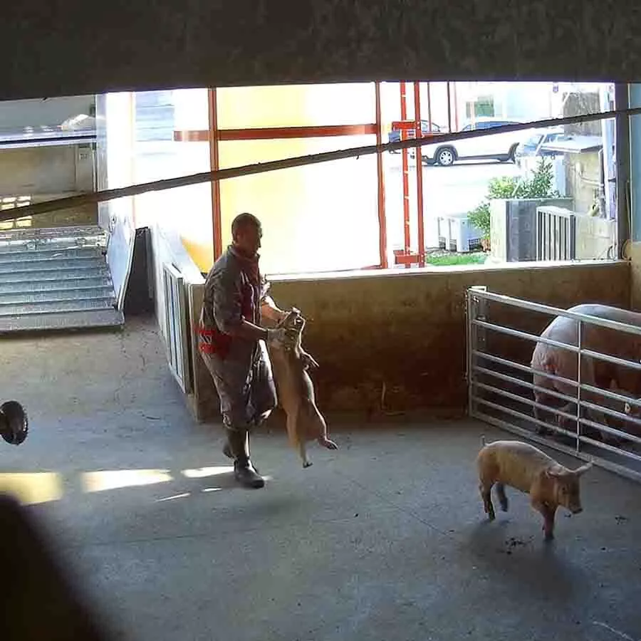 Schweineschlachtbetrieb in Italien
